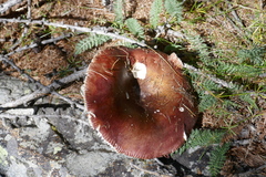 Russula puellaris