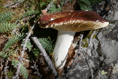 Russula puellaris