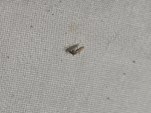 Unknown species found near Troy, AL 36079, USA