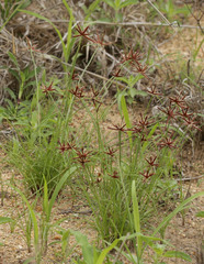 Cyperus rupestris