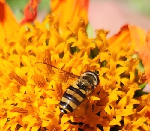 Unknown species found near Darien, IL 60561, USA