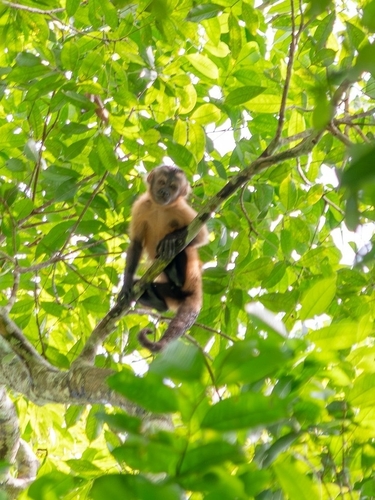 Brown Capuchin