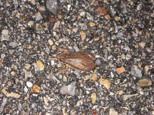 Boreal Chorus Frog photographed in Wisconsin