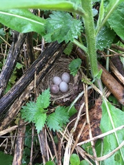 Pipilo erythrophthalmus