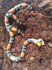 Micrurus altirostris