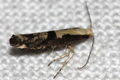 Argyresthia conjugella