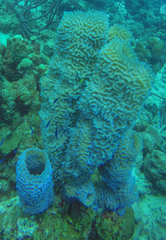 Callyspongia plicifera