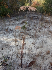 Eriogonum multiflorum