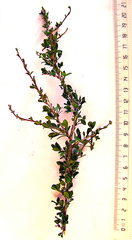 Indigofera nigromontana