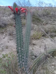 Borzicactus sepium