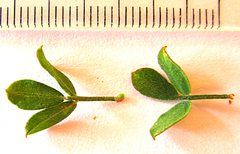 Indigofera nigromontana