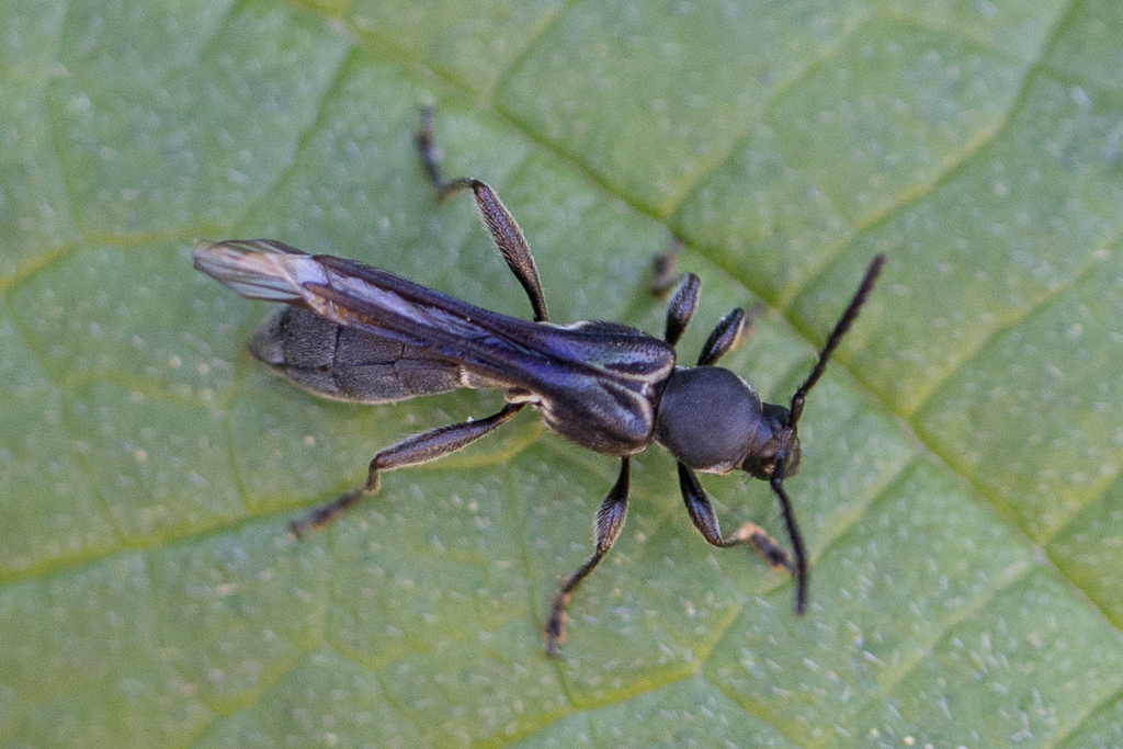 Sphecomorpha murina