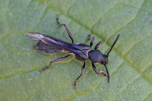 Sphecomorpha murina