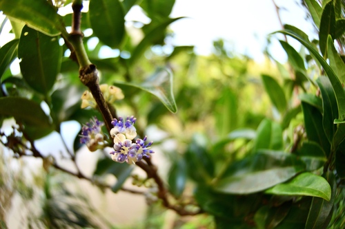 Memecylon lanceolatum observed 2025-06-30