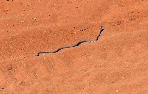 Black-necked Whipsnake sighting
