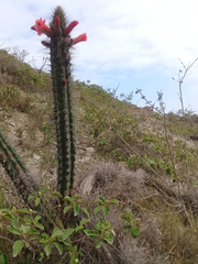 Borzicactus sepium