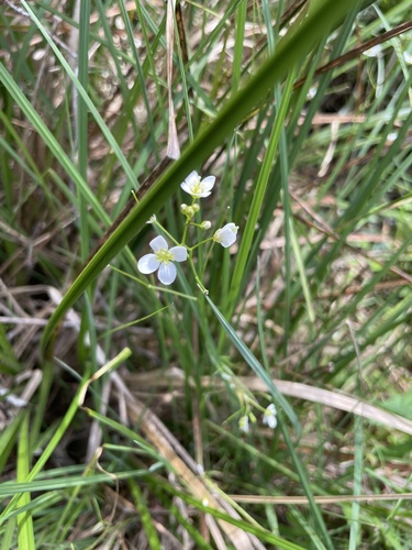 Cardamine tenuifolia observed 2025-10-21