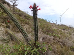 Borzicactus sepium