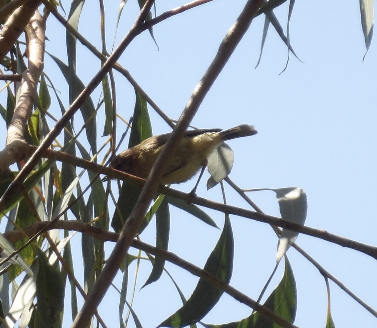 Acanthiza lineata Gould, 1838