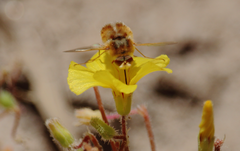 Parasystoechus flavescens
