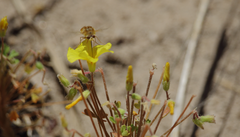 Parasystoechus flavescens