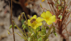 Parasystoechus flavescens