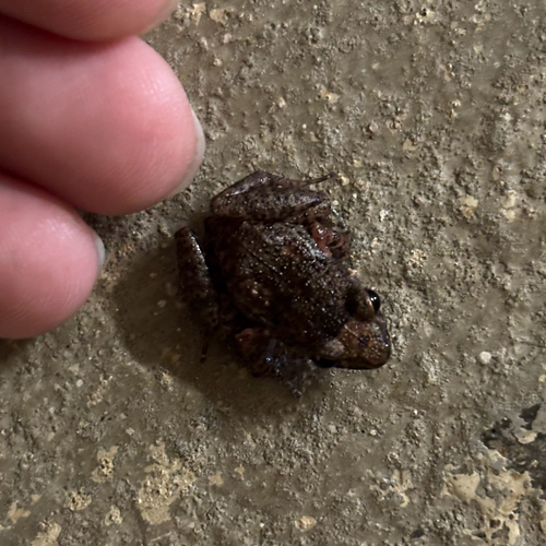 Eleutherodactylus planirostris observed 2025-10-21