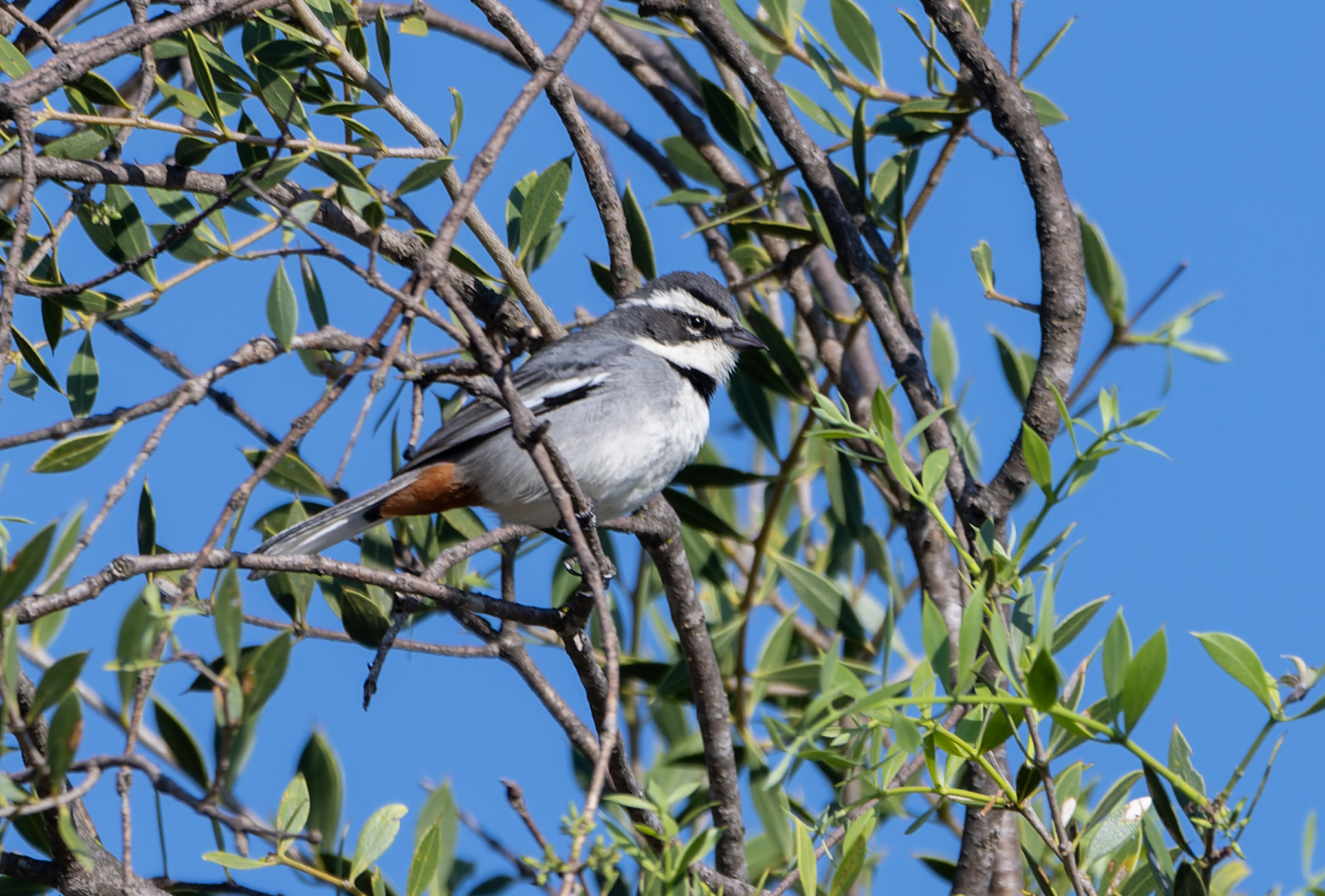 Ringed Warbling Finch (Microspingus torquatus), photo 10