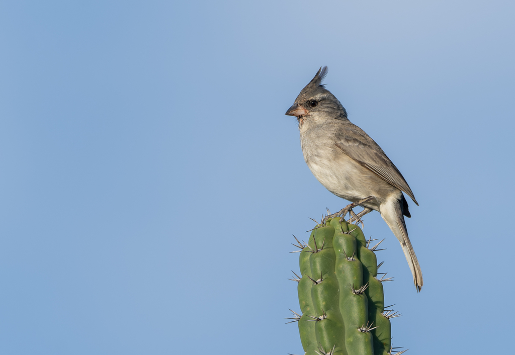 Grey-Crested Finch