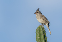 Grey-Crested Finch photo 1