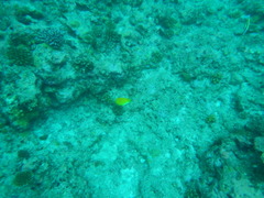 Apolemichthys trimaculatus