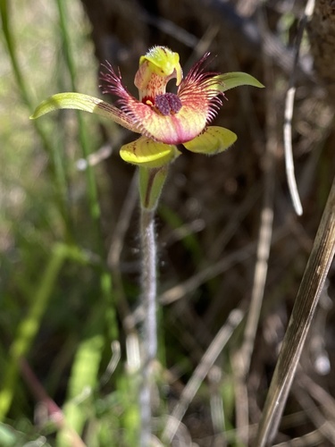 Dancing Spider Orchid (Caladenia discoidea)