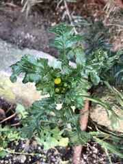 Senecio vulgaris