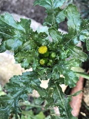 Senecio vulgaris