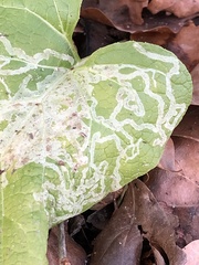 Insecta