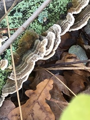 Trametes