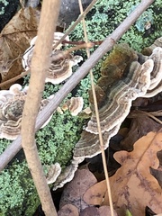 Trametes