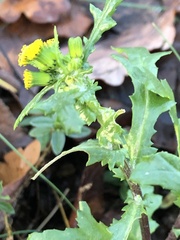 Senecio vulgaris