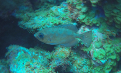 Heteropriacanthus cruentatus