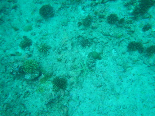 Linckia guildingi