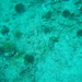 Linckia guildingi