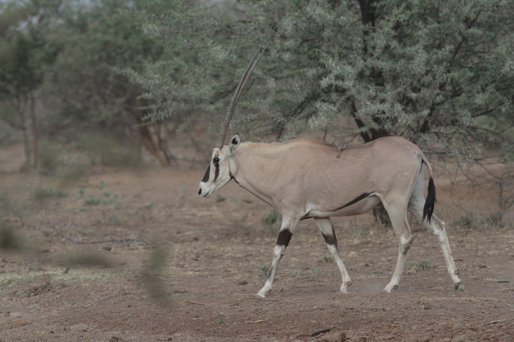 Beisa Beisa Oryx in December 2015 by Paul G. Schrijvershof · iNaturalist