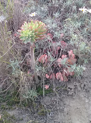 Echeveria quitensis