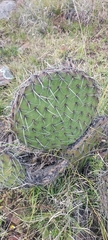 Opuntia huajuapensis, photograph (c) Roderick Cameron, some rights reserved (CC BY)