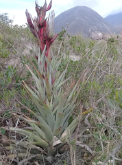 Tillandsia secunda