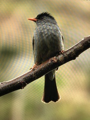 Hypsipetes madagascariensis
