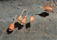 Neospintharus trigonum