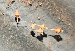 Neospintharus trigonum