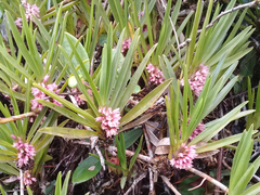 Maxillaria aggregata