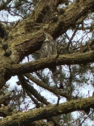 View observation of {o.common_name} on iNaturalist